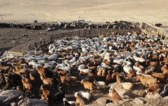 “Малын индексжүүлсэн даатгалын нэгдүгээр босго үзүүлэлтийг таван хувь болгож буурууллаа